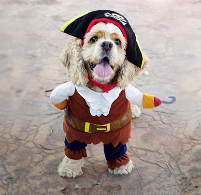 Pet make up outfit, pirate dog suit